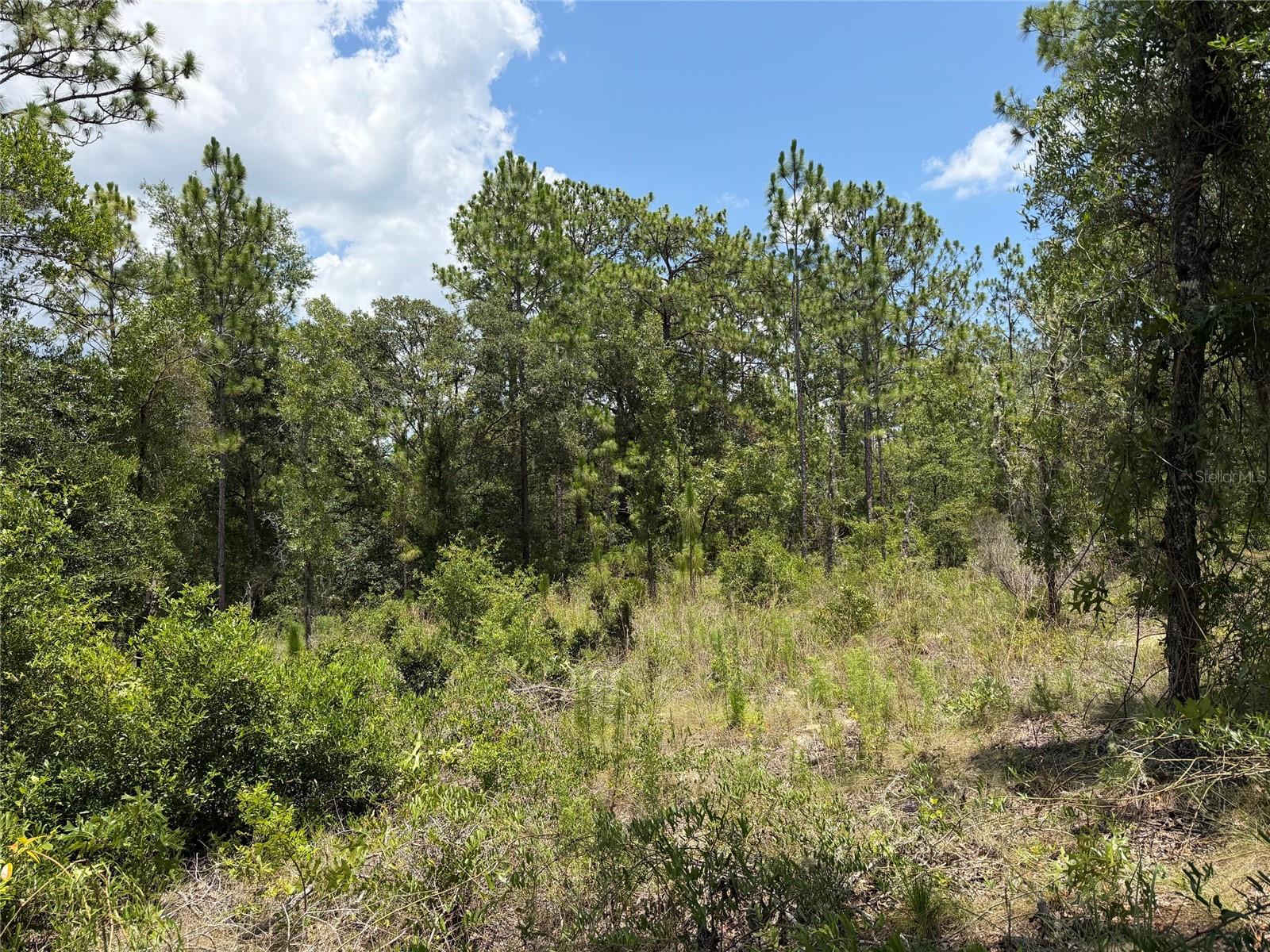 WILLISTON HYLNDS GOLF & C CLUB ESTATE - Land