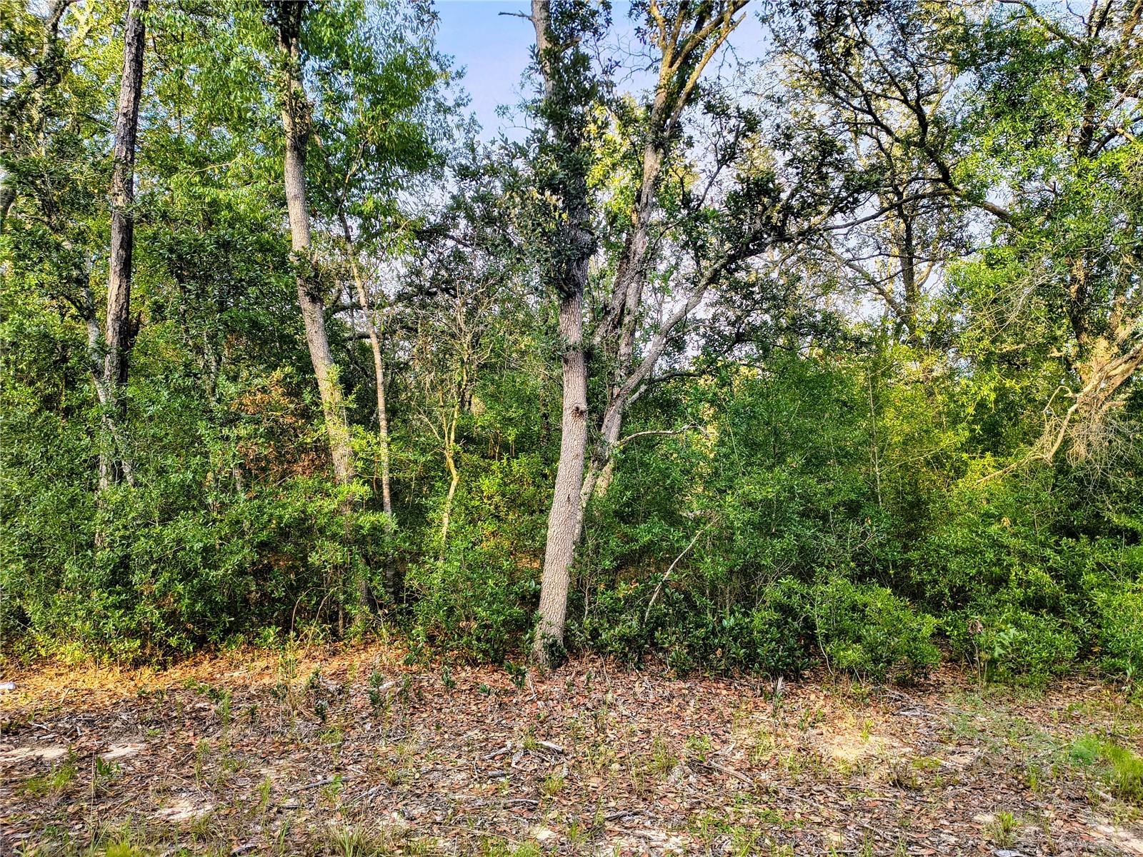 Build your dream home on this beautiful vacant lot located at 8821 NE 97th Court in Bronson, Florida. Nestled in a peaceful rural setting, this property offers the perfect opportunity to enjoy the quiet country lifestyle while still being conveniently located near local amenities, schools, shopping, and outdoor recreation.

Whether you're looking to build a primary residence, a weekend retreat, or invest in Florida land, this parcel provides plenty of potential. Enjoy the natural surroundings, abundant wildlife, and the freedom that comes with owning land in Levy County. With easy access to nearby Gainesville, Ocala, and the Gulf Coast, you'll appreciate the balance of privacy and convenience this location offers.

Don't miss your chance to own a piece of Florida's countryside and create the lifestyle you've been dreaming about.