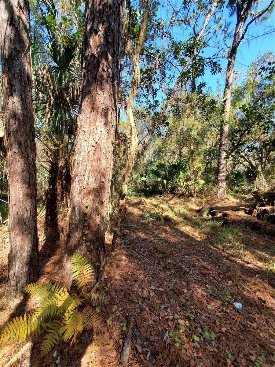 PORT RICHEY LAND CO - Land