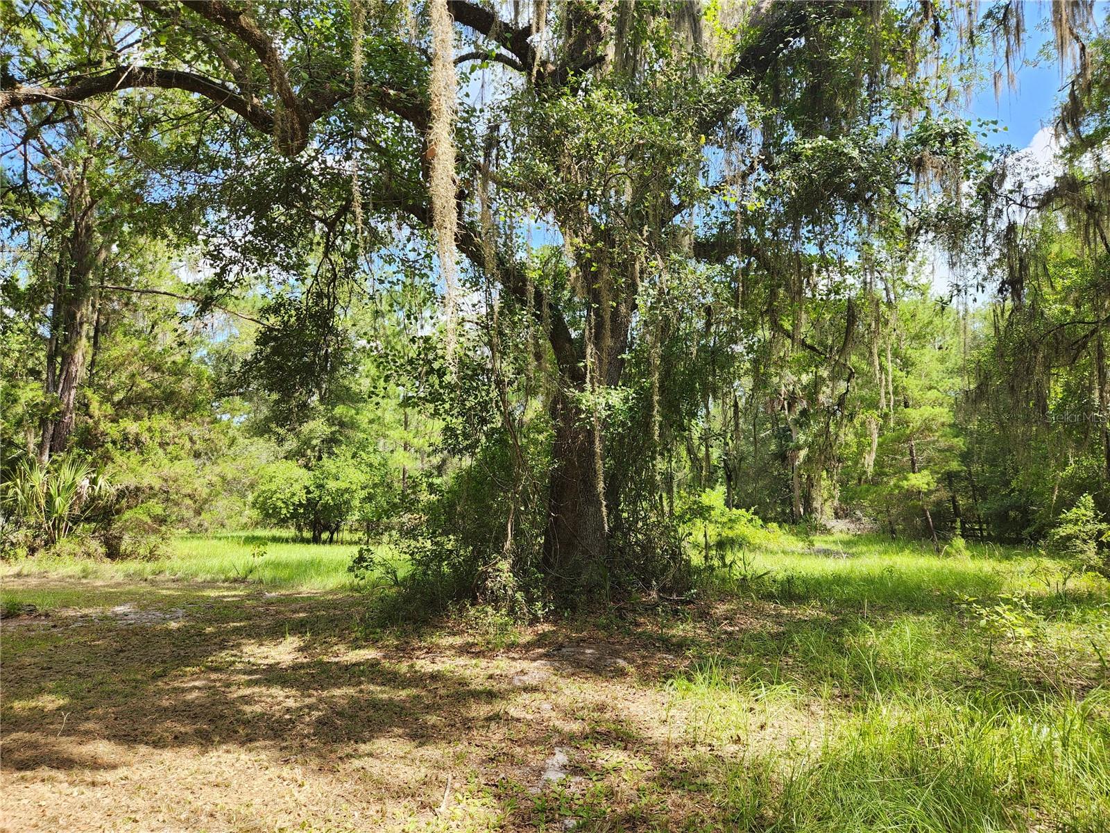 TOWN OF ORANGE SPRINGS - Residential