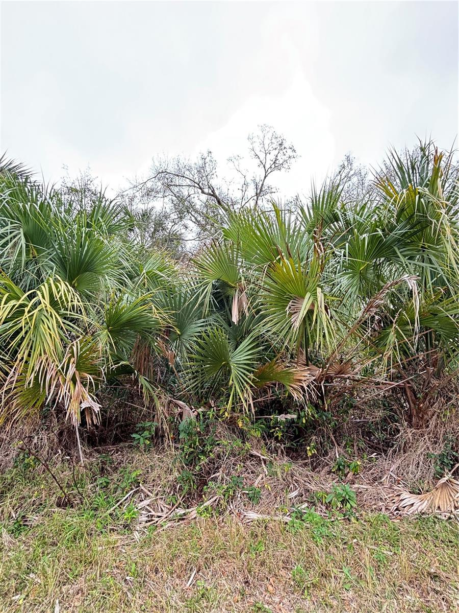 LAND FOR SALE! Build your dream home on this spacious vacant lot in a desirable North Port neighborhood. Located on Greenley Circle, this property offers a peaceful setting while remaining close to shopping, dining, and top-rated schools. With easy access to I-75, beautiful Gulf Coast beaches, and outdoor recreational areas, this lot is perfect for those seeking a balance of convenience and tranquility.

This residential lot provides ample space for a custom home with room for a pool, garden, or outdoor entertaining area. North Port is one of Florida’s fastest-growing cities, making this a great opportunity for homeowners and investors alike.

Don’t miss out on this chance to own a piece of paradise in Southwest Florida.