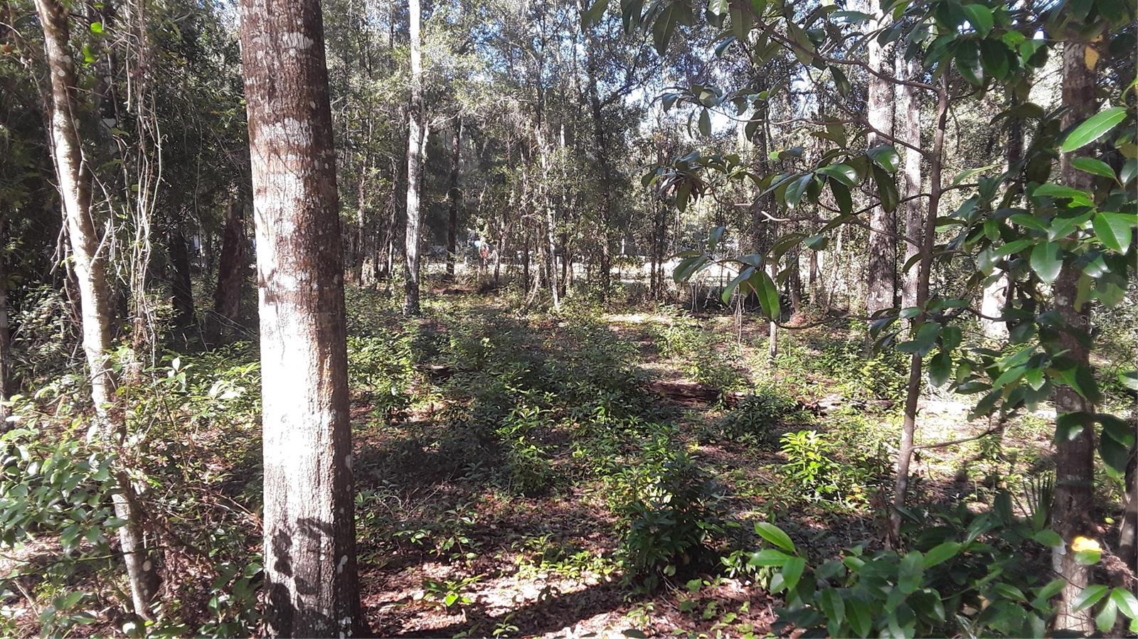 High and dry, easy access, No HOA fees.  Close to Ocklawaha River & owner motivated.  Peaceful setting  Photo virtually staged.