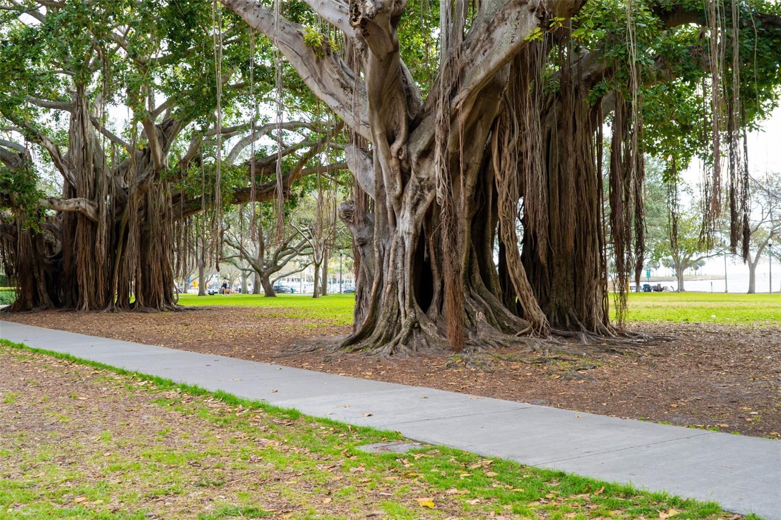 MADISON AT ST PETE II - Residential Lease