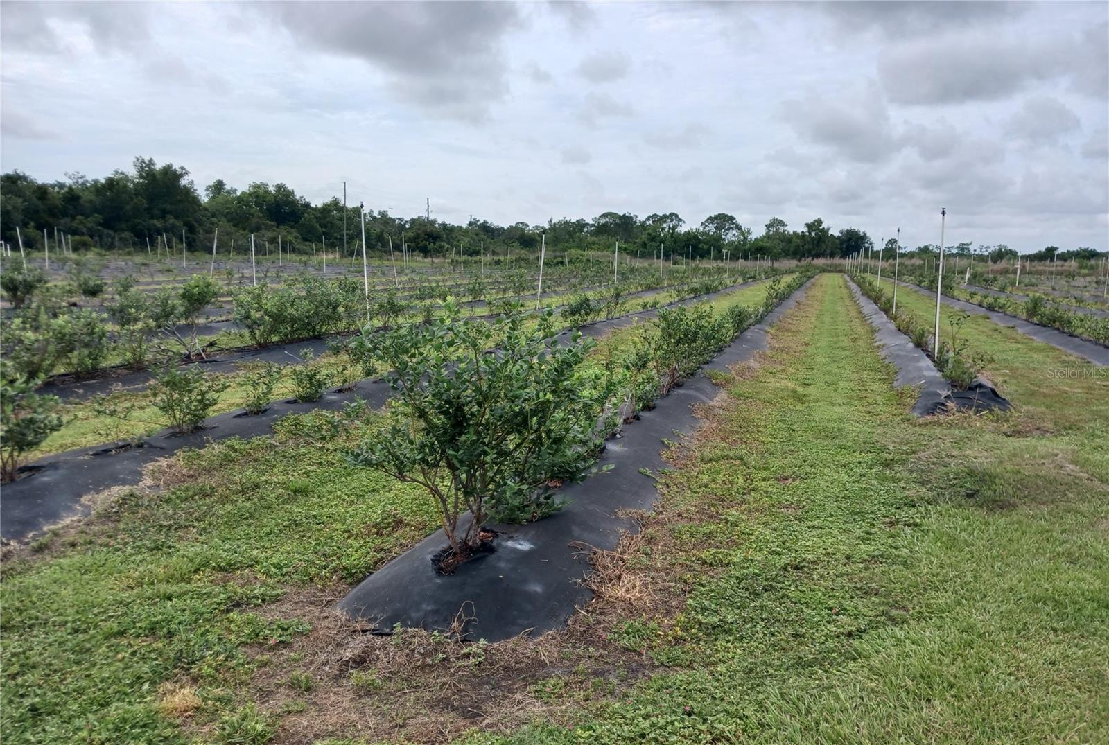 SEBRING OAKS TRACTS UNREC - Land