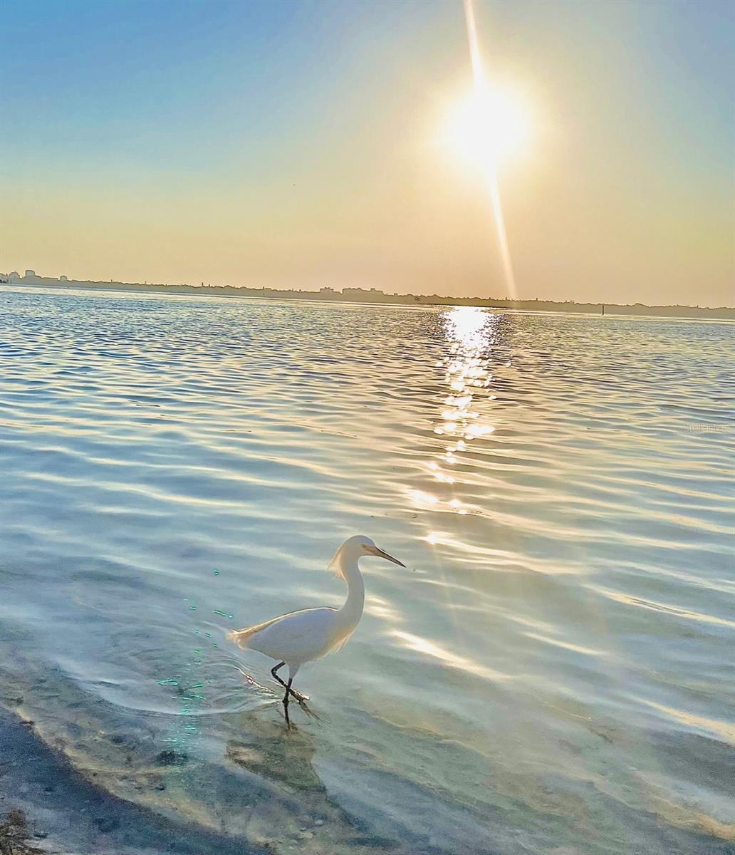 ISLANDER CLUB OF LONGBOAT - Residential