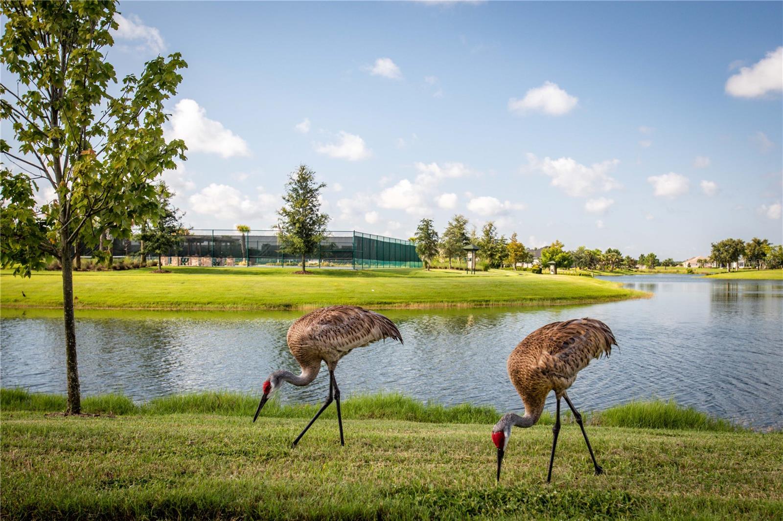 LAKES OF MOUNT DORA - Residential