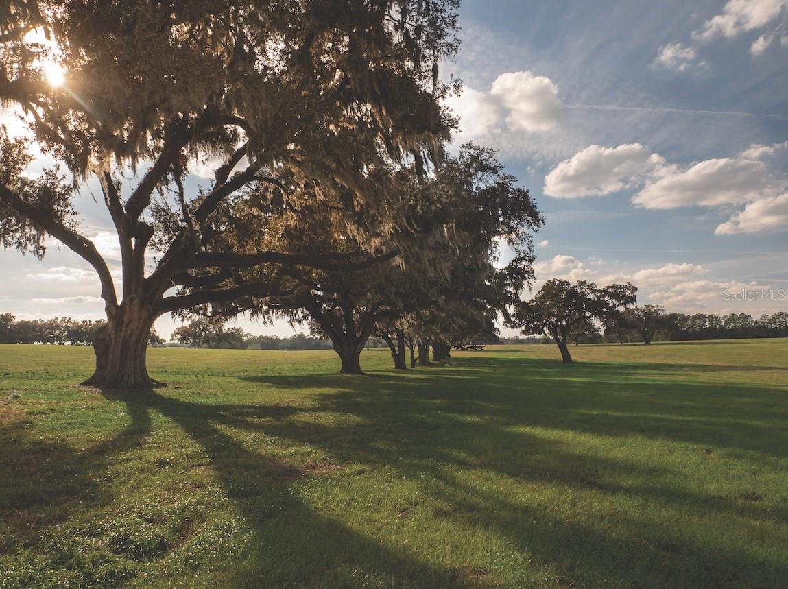 Located in prime horse country, this 141+ acre property is just 15 minutes from the WEC and 10 minutes from the Ocala Jockey Club! Enjoy the tranquility of country living, while still being close to trails, shopping, dining, and more! The land is adorned with mature oaks and offers a blank canvas for you to design pastures, build the barn and home you've envisioned, and create your ideal equestrian lifestyle. The sellers could also provide several home and barn plans, as well as recommendations for top-notch contractors to help bring your vision to life! Will consider subdividing.