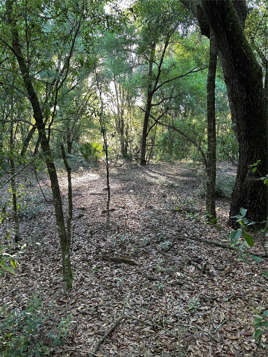 LOCATION LOCATION BEAUTIFUL 5 ACRE PRIME ACREAGE HIGH AND DRY 330 FT ROAD FRONTAGE ON CR 484 HIGHWAY. PROPERTY IS FENCED ON THREE SIDES.LOCATED ONLY ¾ OF A MILE FROM SR 200, WALMART, ADVENT HEALTH, TIMBER RIDGE ER ,DOLLAR STORE, RESTAURANTS AND MUCH MORE. LOTS OF ROOM FOR FUTURE BUILD. GREAT POTENTIAL AND POSSIBILITIES ON THIS BEAUTIFUL 5 ACRE LOT. Just minutes from Rainbow Springs State Park, the Marion County Airport and Ross Prairie State Forest. Zoned A-1 allowing for both Residential and Agricultural use.
