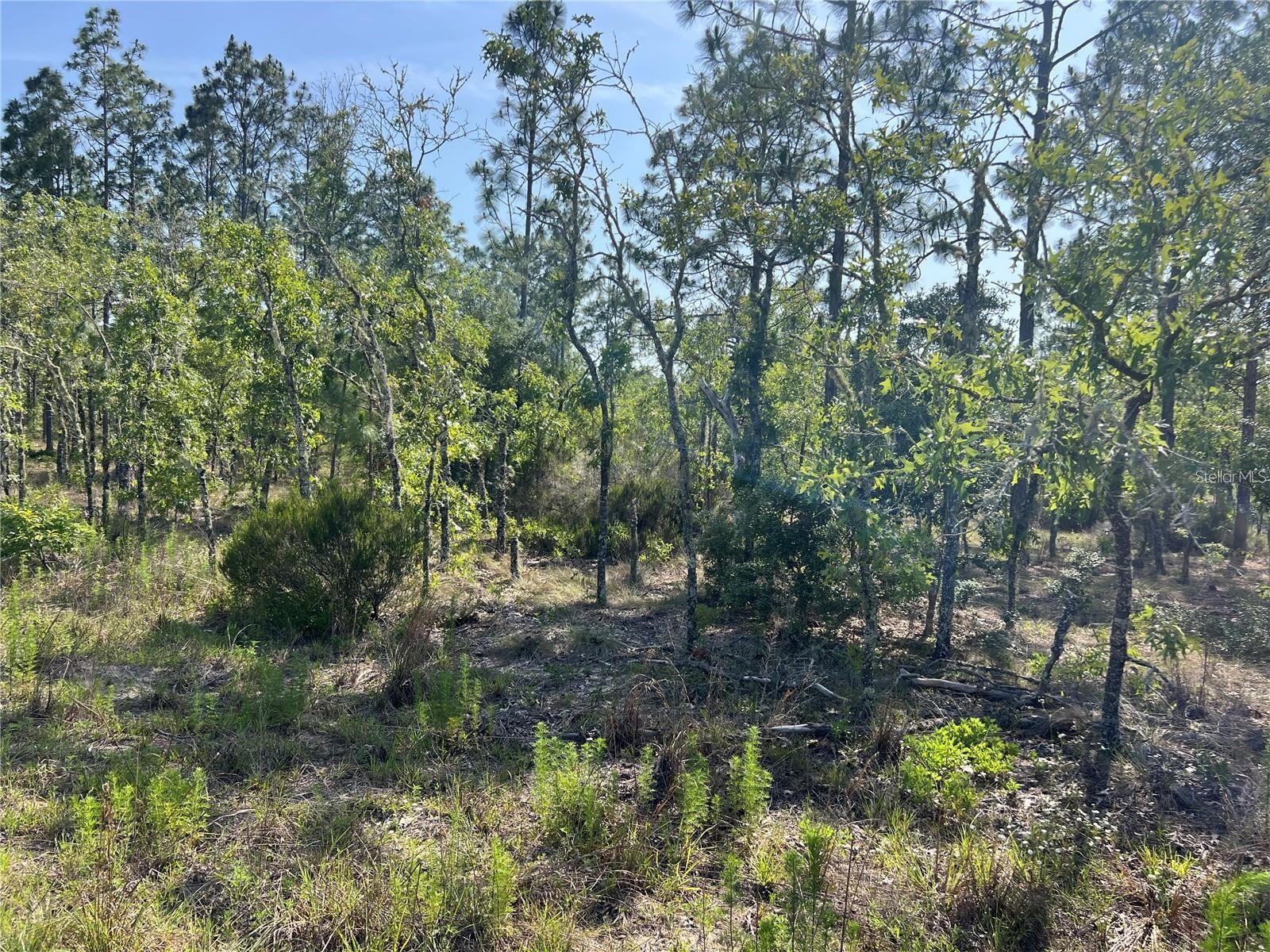 Build your dream home on this beautiful, high-and-dry lot nestled in the desirable Williston Highlands Community—where there’s no HOA to limit your vision! Enjoy the convenience of nearby power, making your building plans that easier. Surrounded by natural Florida beauty and just a short drive to town amenities, this is the perfect location for your future home or investment. Don’t miss this opportunity—land like this is getting harder to find!