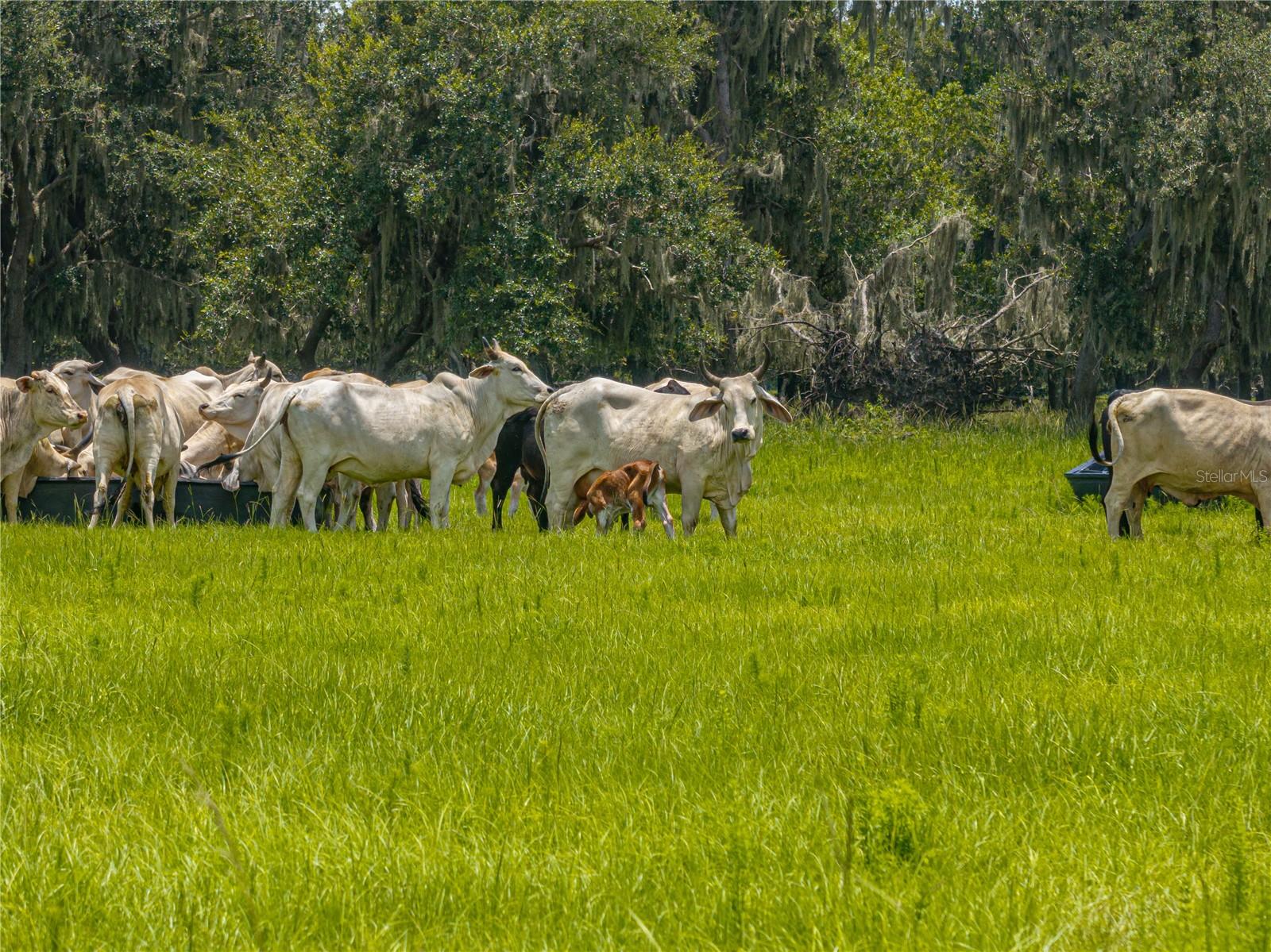 HARDEE COUNTY - Farm