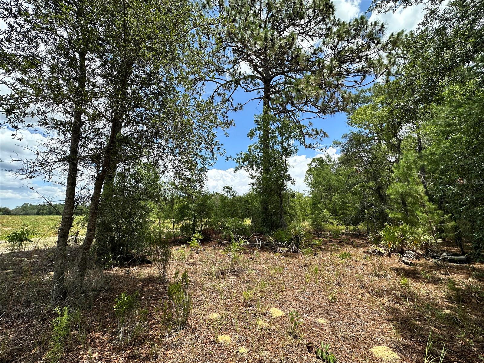 LEVY SALES CORP SUB - Land