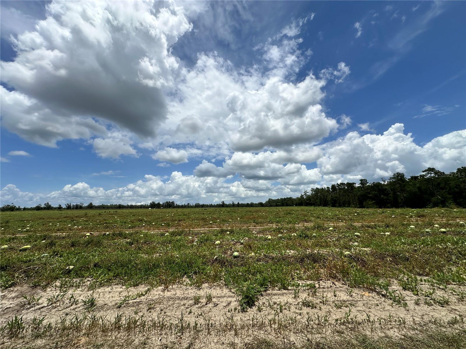 LEVY SALES CORP SUB - Land