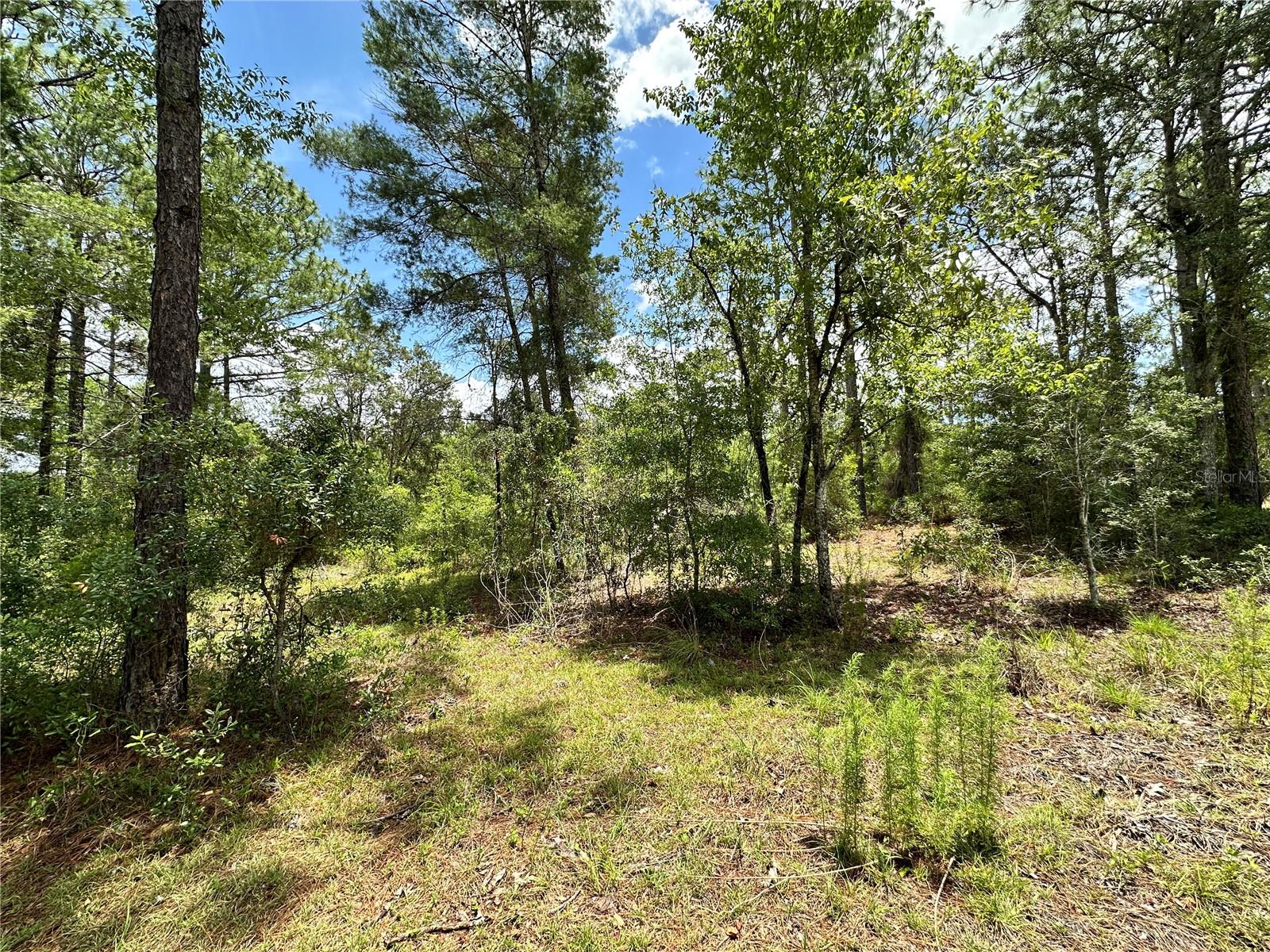 LEVY SALES CORP SUB - Land