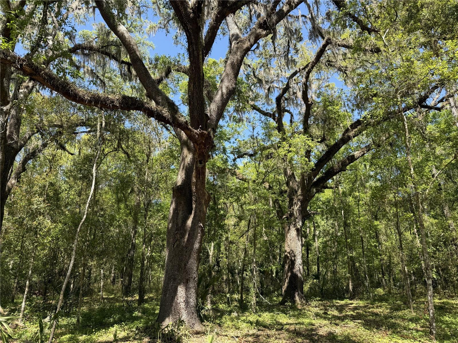 IRVINE ACRES - Land