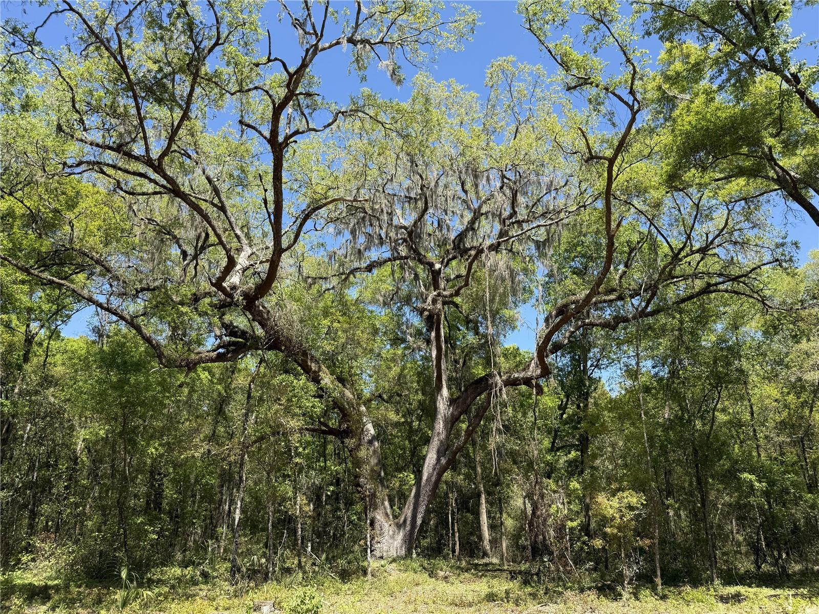 IRVINE ACRES - Land