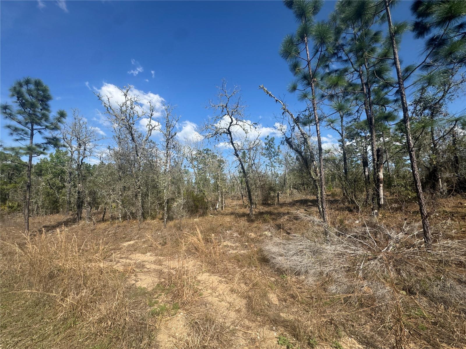 WILLISTON HIGHLANDS GOLF & COUNTRY CLUB ESTATES BUILDING LOT. Just 10 minutes to Williston and 25 minutes to Gainesville. Lot measures about 82' wide on the road and 125' deep. Located only 200' from a paved road. No HOA and no time limits to build. Zoned Agricultural/Rural Residential (A/RR) allowing for your site-built or manufactured/mobile home.