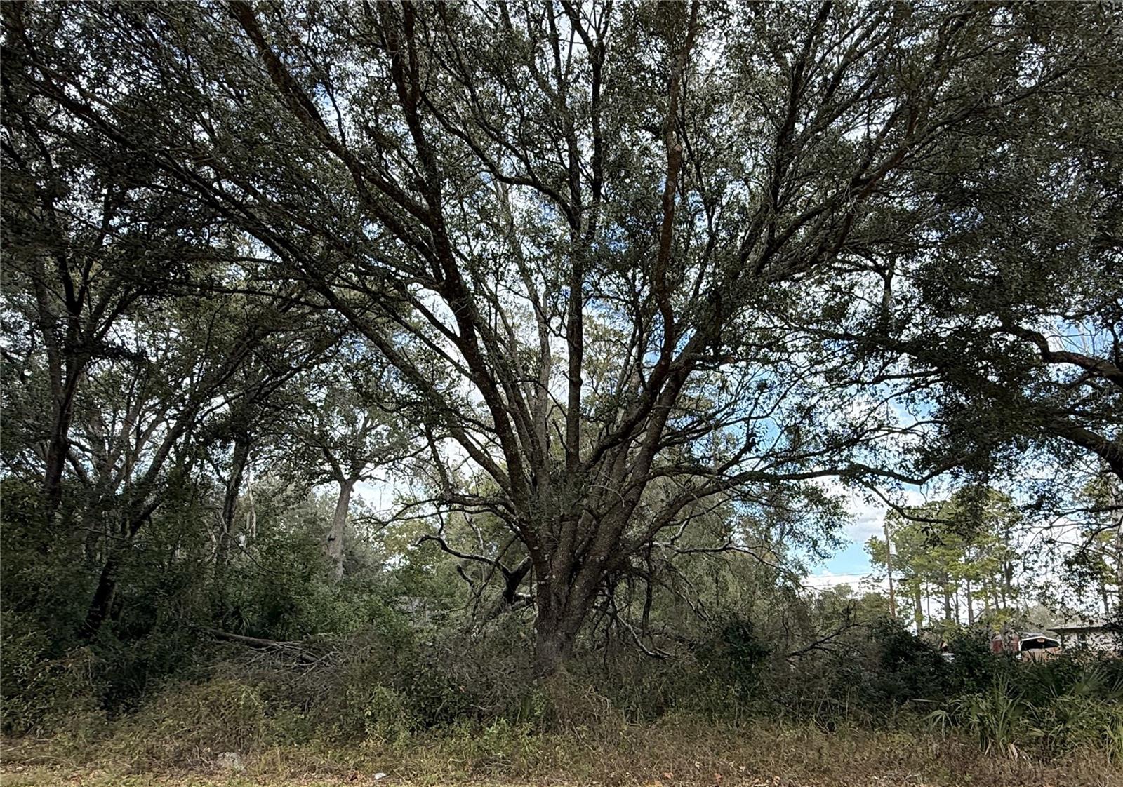 Build your dream home on this spacious 100' x 100' homesite nestled in the peaceful community of Riverdale in Dade City. Offering the perfect blend of quiet country living and convenient access, this property is ideally located near I-75 for easy commutes to Tampa and Ocala, SR 50 toward Orlando, and US 98 leading to Lakeland. Outdoor enthusiasts will love the nearby Withlacoochee State Trail, perfect for biking and exploring all the way to Inverness, as well as the close proximity to the Croom Wildlife Management Area for hunting and recreation. With no HOA and no mobile homes allowed, this lot offers flexibility and a wonderful opportunity to create the custom home you’ve always envisioned in a growing yet tranquil area. Don’t miss your chance to secure a great piece of Florida land and start building your future today!