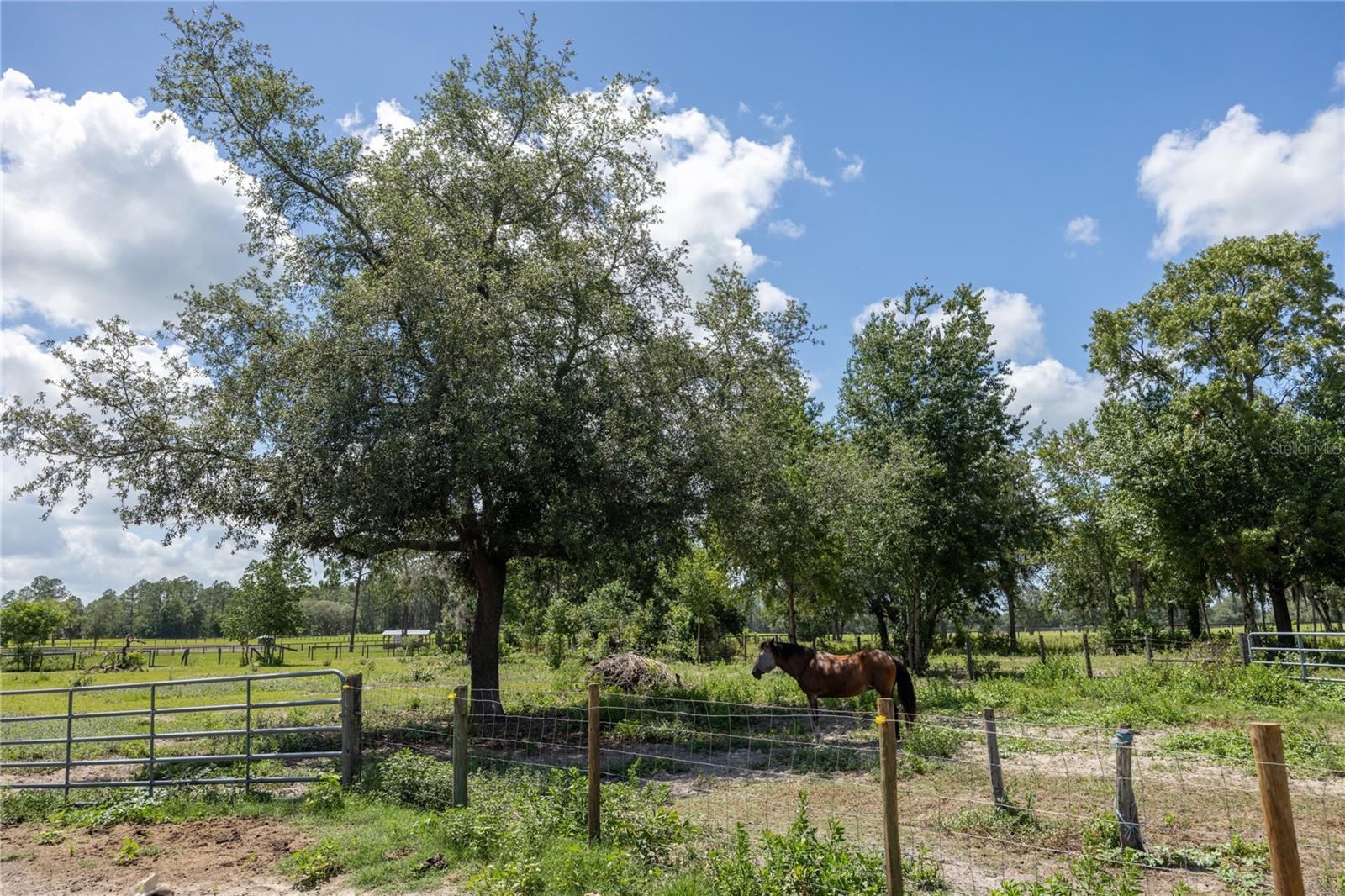 STEEPLECHASE FARMS - Residential