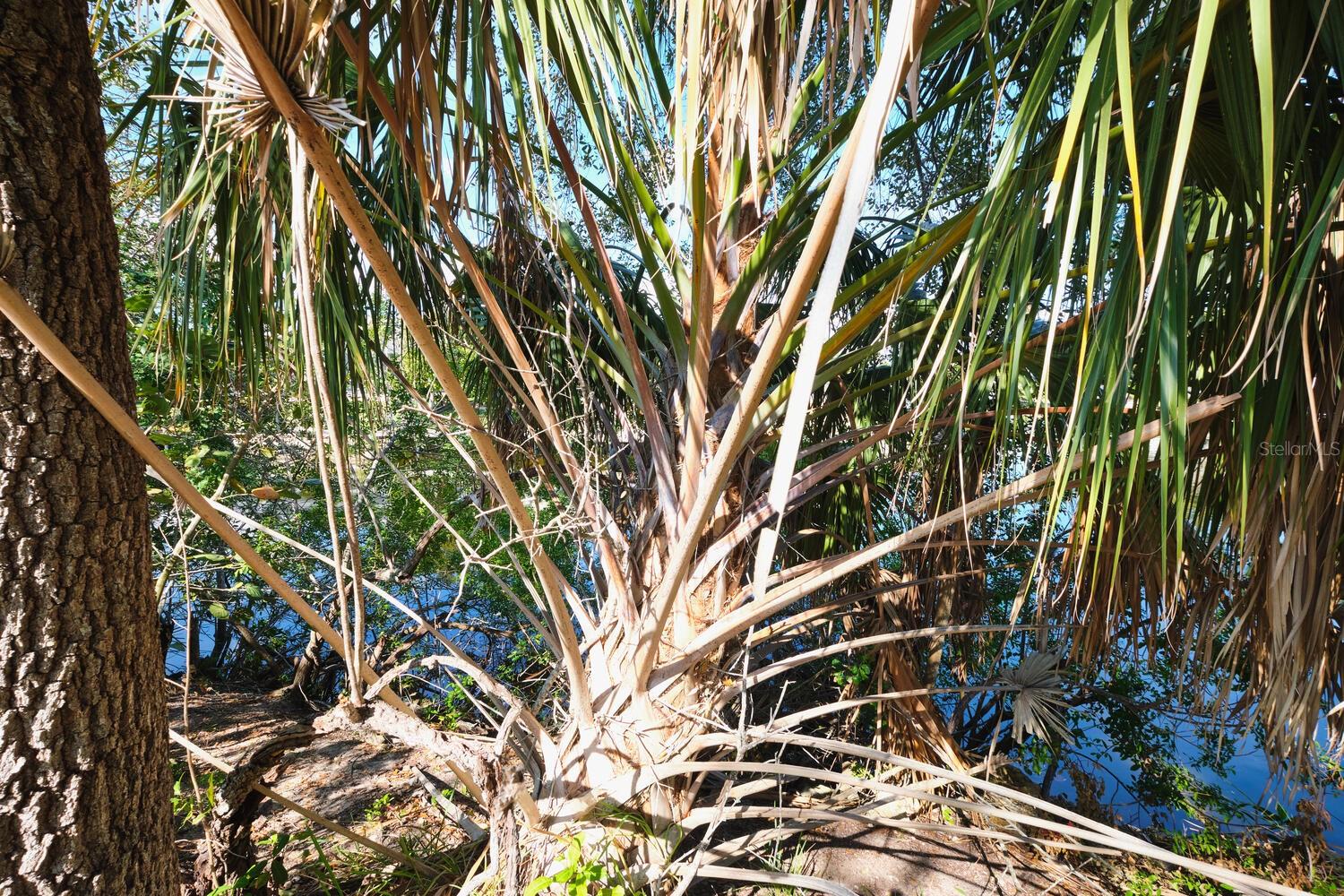 CAPE CORAL - Land