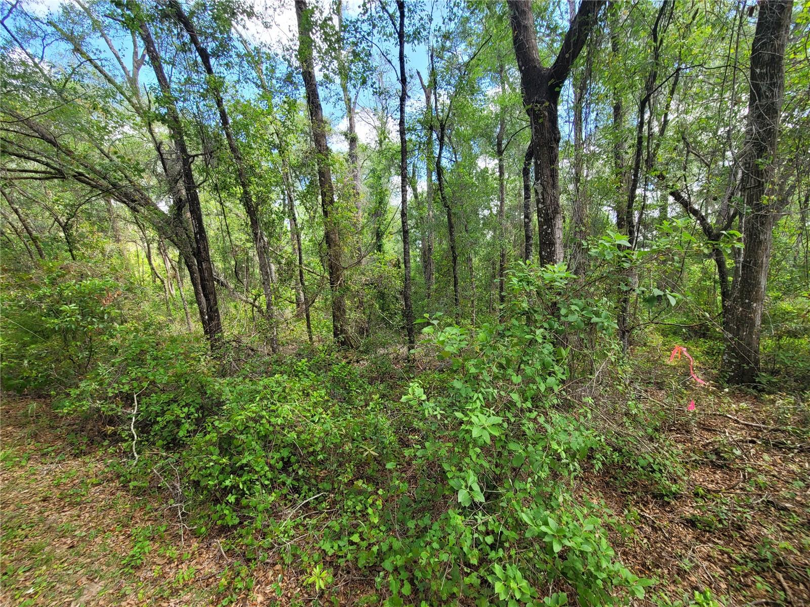 Build your vision on this .27-acre vacant, unimproved lot located on a quiet dirt road at 910 Ferncreek. Offering a peaceful setting with plenty of potential, this property is ideal for those looking to invest, build, or secure land for the future. The adjacent lot at 912 Ferncreek, also .27 acres, is available from the same seller—presenting a great opportunity to expand your footprint. Seller will consider offers for each lot individually or as a package deal.