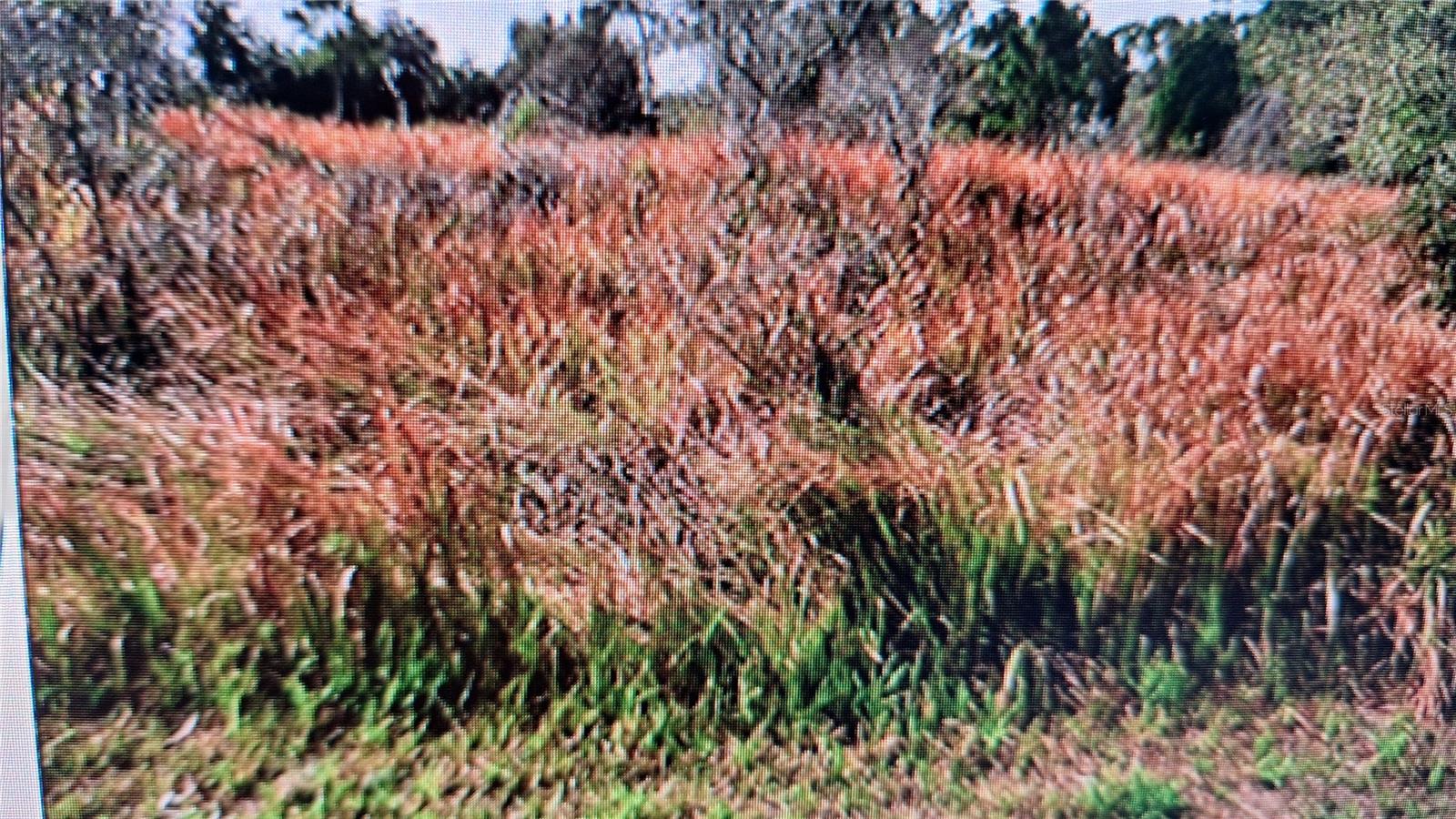 Lot in up and coming area of North Port, NO flood insurance required, booming housing market in one of the Florida's fastest growing cities. NOT located in Scrub Jays habitat, it is not in HOA, electric at side. It's conveniently near HWY 41 and I-75. Two Spring training Stadiums, The Rays and The Braves, Wellen Park, Gulf Beaches, Fishing, Shopping, Restaurants, Hospital and Parks.