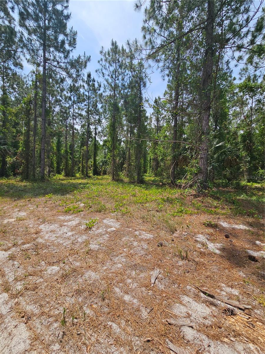 OVIEDO ESTATES AT LAKE MORAN SOUTH - Land