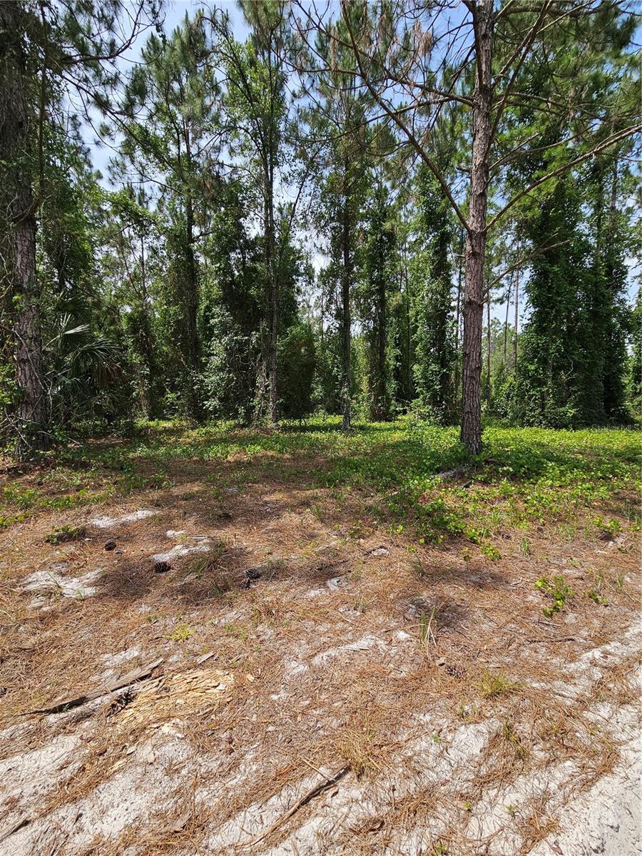 OVIEDO ESTATES AT LAKE MORAN SOUTH - Land