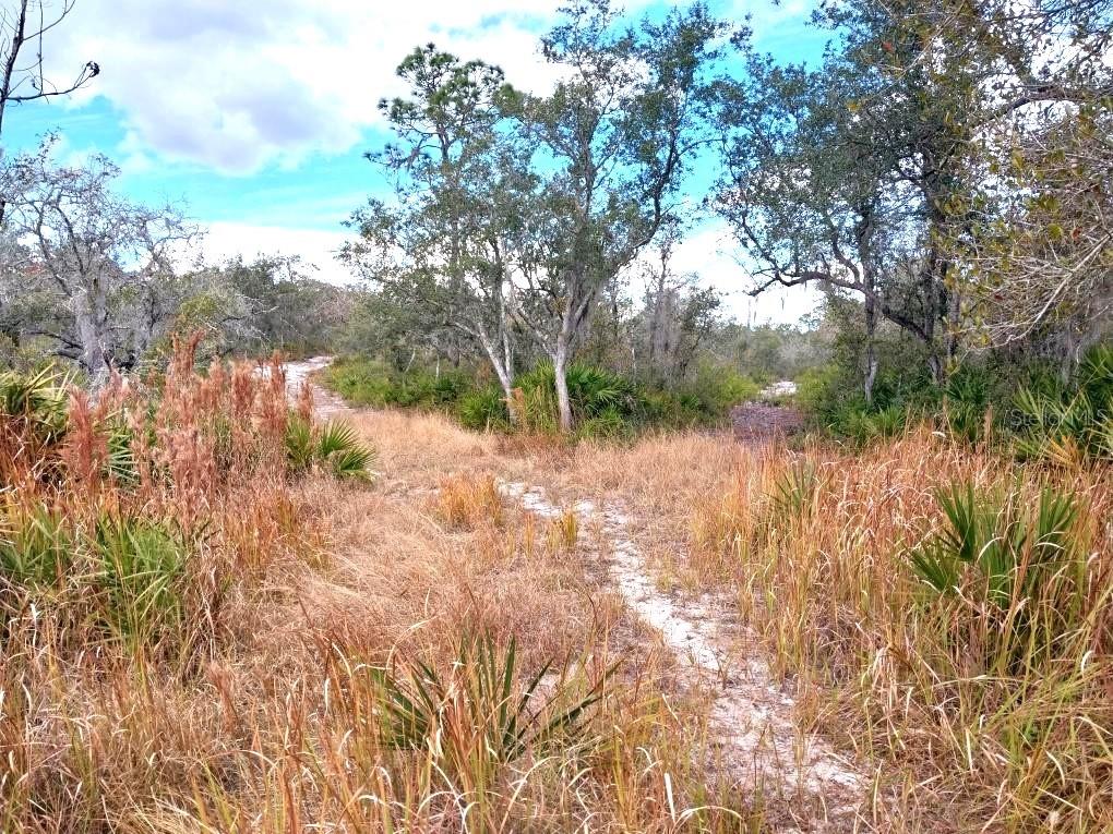 BLUE JORDAN FOREST - Land