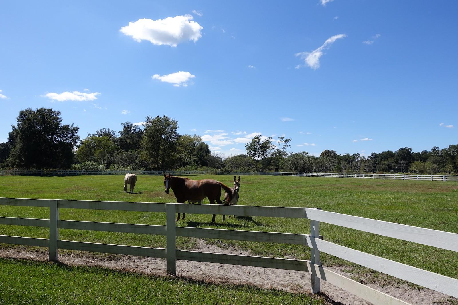 SUMMERFIELD - Farm