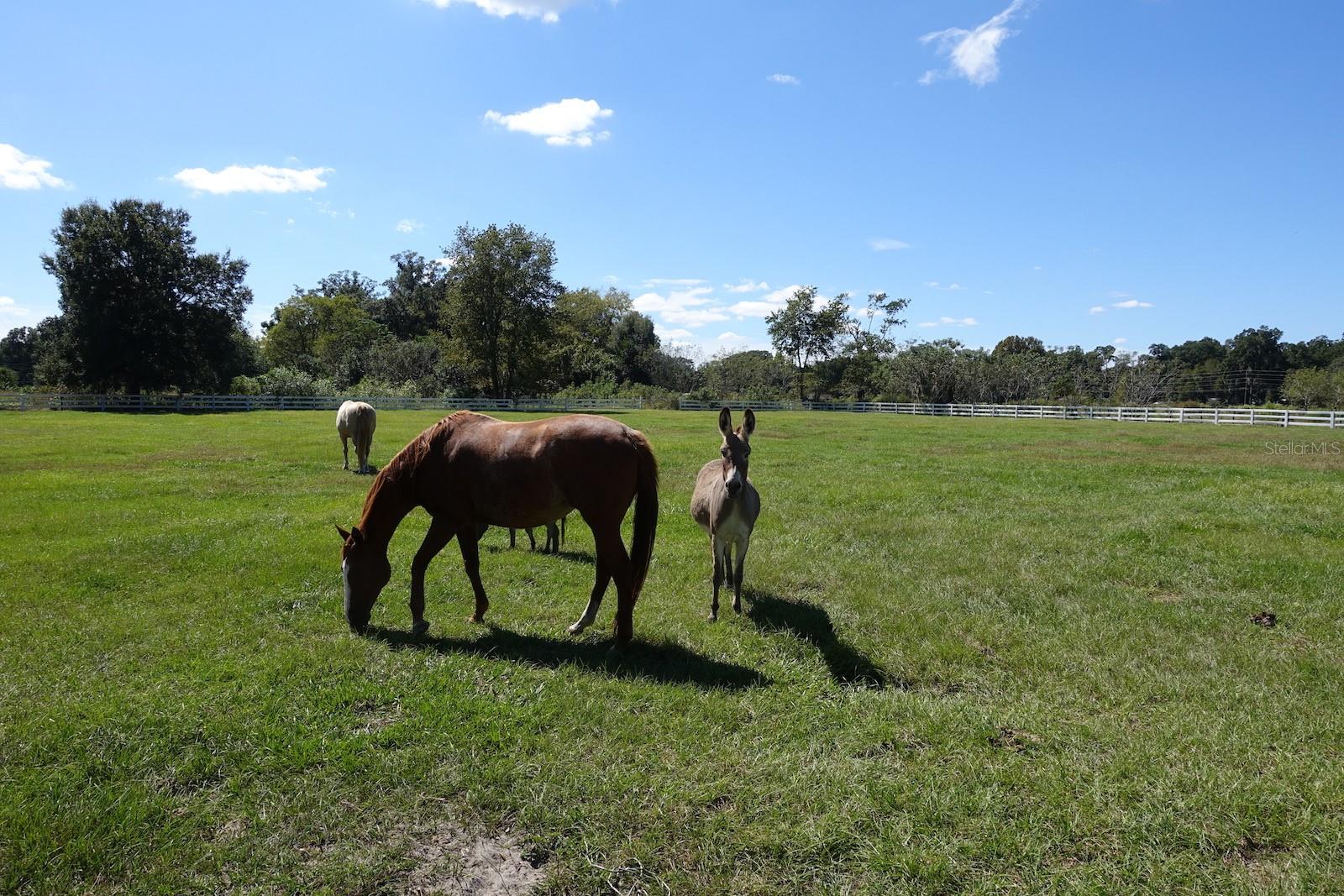 SUMMERFIELD - Farm