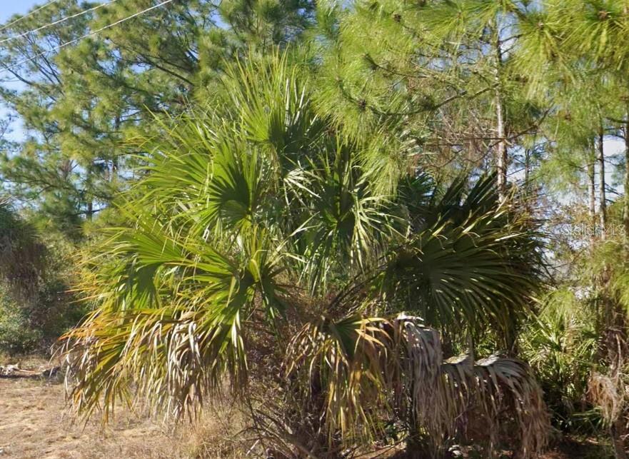 LEHIGH ACRES - Land