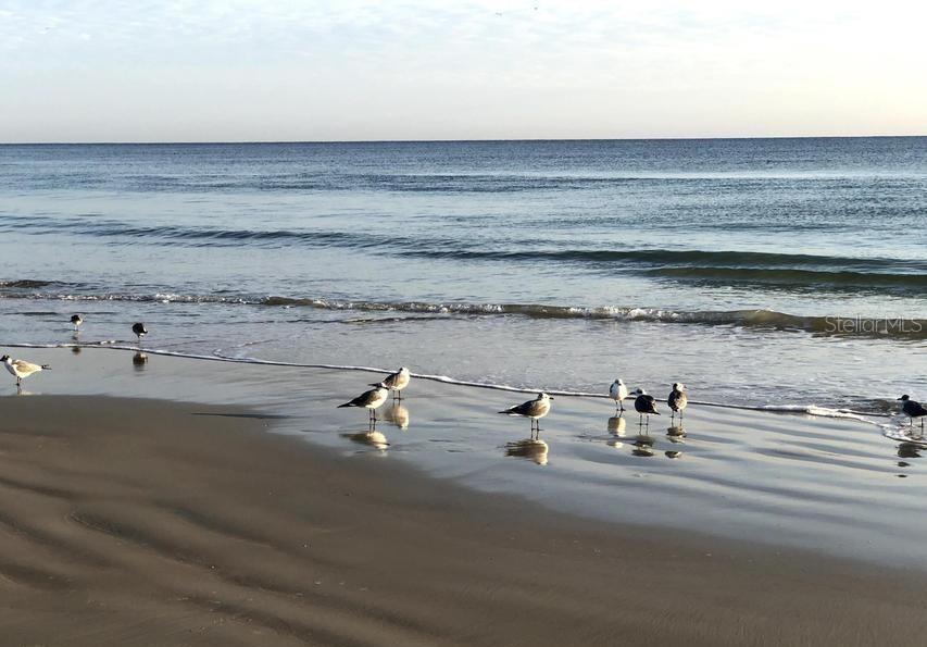 DAYTONA BEACH RESORT & CONFER - Residential