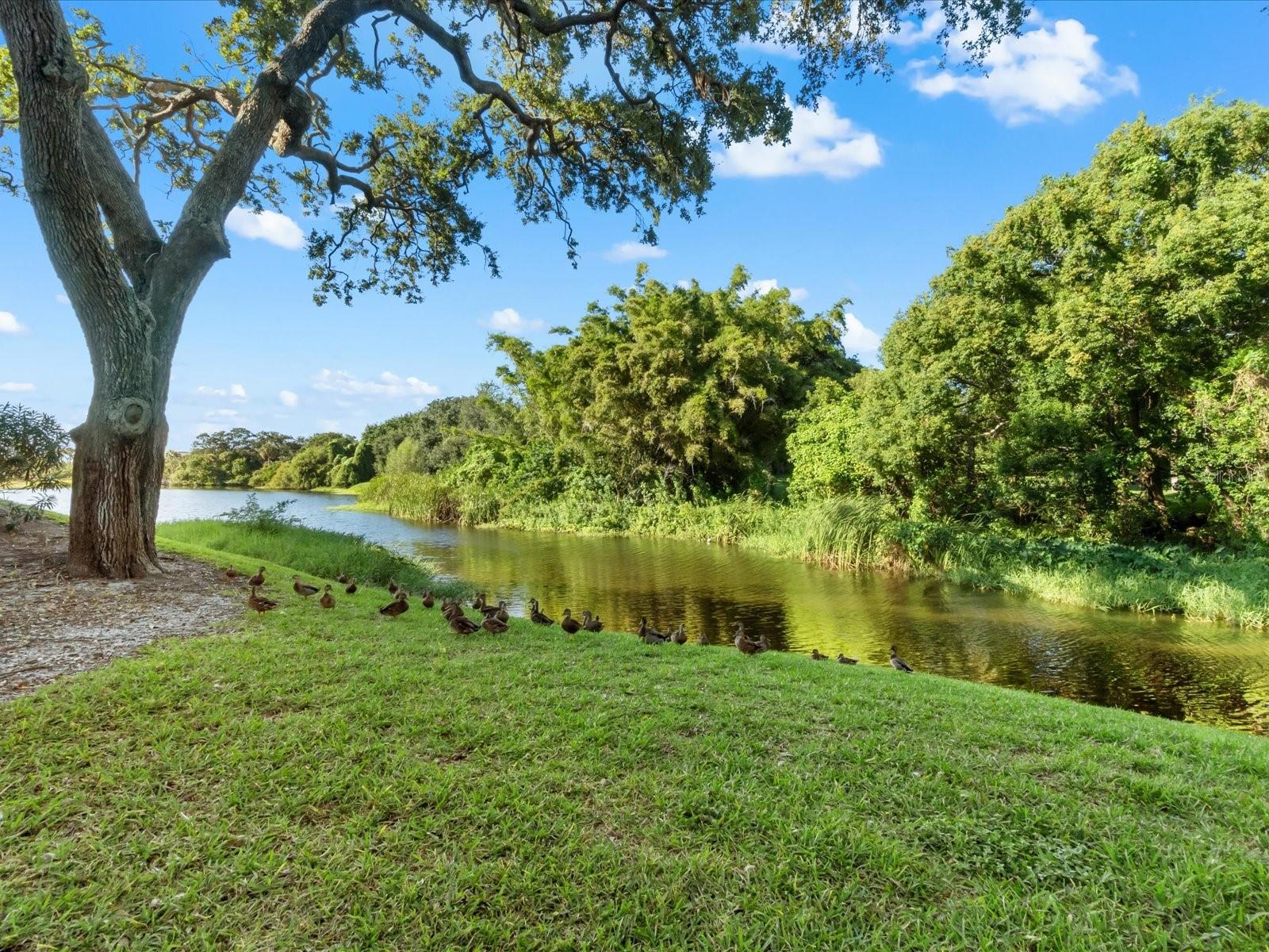 BELLEVIEW BILTMORE VILLAS BAYSHORE - Residential