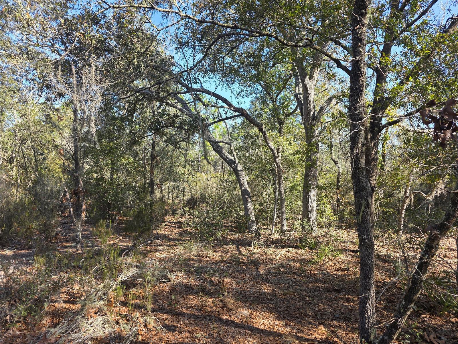 Enjoy peaceful country living on this beautiful 1.25-acre wooded lot located just over half a mile from a paved road. Tucked away in a quiet rural setting, this property offers privacy while still being conveniently located near town.

Only minutes to Bronson, 13 miles to Williston, and just 18 miles to Gainesville for shopping, dining, and medical facilities.

Build your dream home or invest in Florida land while prices remain affordable. Mobile Homes allowed
