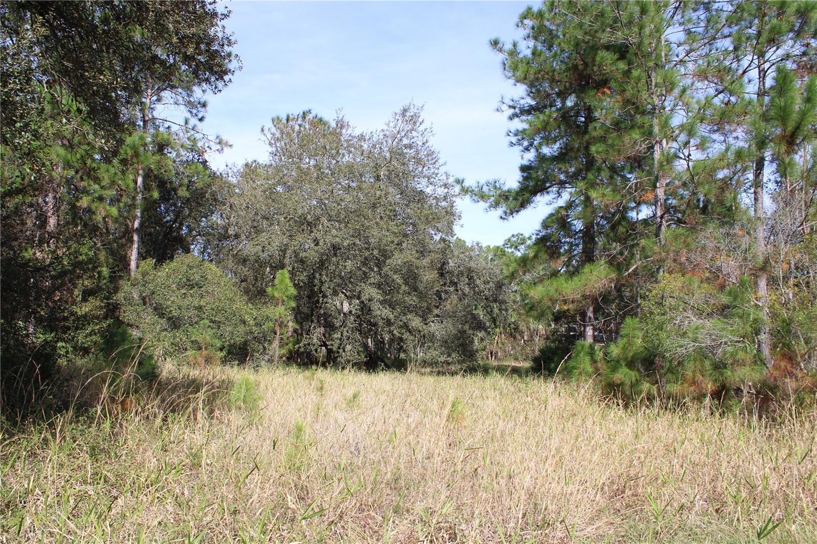 Just off SR33 you will find 20 ACRES of CLERMONT's sought after land. Convenient to local stores and necessities, but as you drive down the privately maintained scenic driveway you will find country seclusion. Partially cleared portions throughout the 20 acres would make nice locations for a home(s) to be built on, but yet surrounded by a wooded wonderland. Already evaluated by a local builder and has a survey from 2019 for attached for review. Boundary and Cross Fenced. Hunting Stand, Metal Shed, and Mower convey. Not currently Zoned, listed as Unincorporated, but surrounding parcels are Rural Residential and/or Agricultural. Be sure to confirm with local and state conditions for usage or I can provided a builder contact for possibilities. (You may choose any builder and no timeframe to build) 13 acres are land use code 9900 (acreage-non AG) and 7 acres 9600 (wetland) Flood Zone Codes X and A (owner has not seen any evidence of flooding other than collection in the small cypress dome which acts as a wildlife watering hole, perfect for the location of the hunting stand.)