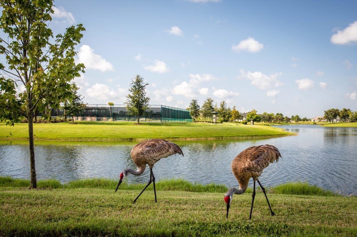 LAKES OF MOUNT DORA - Residential
