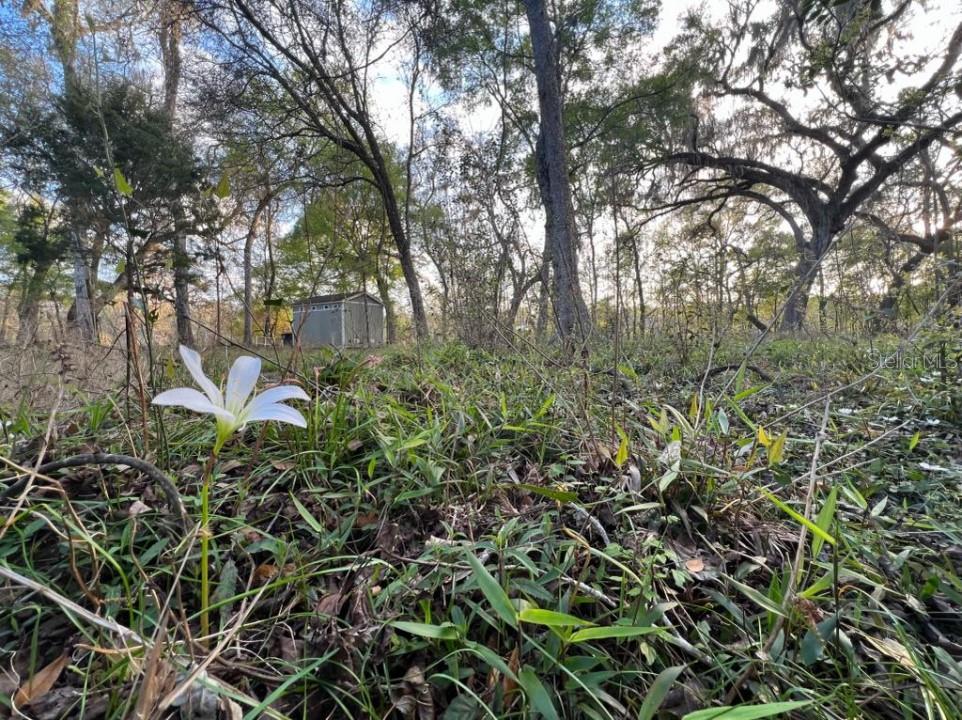 SUWANNEE LANDING SUB - Land