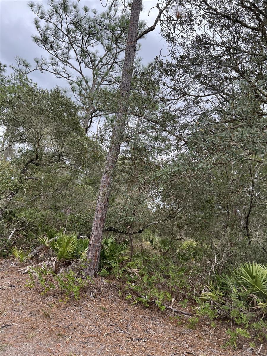 MILLS CREEK/FT MCCOY CAMPSITES - Land