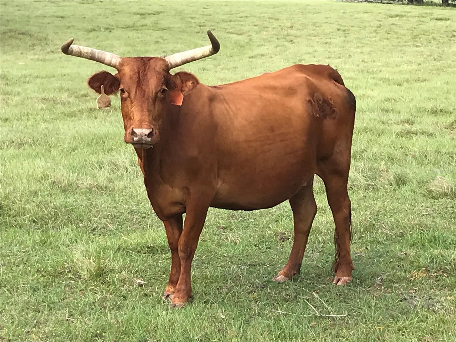 N/A - Farm