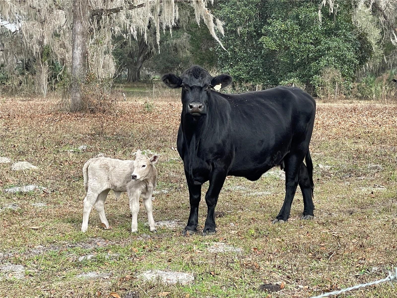 N/A - Farm