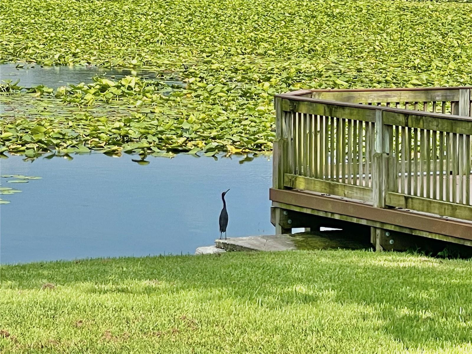 COVE AT PEARL LAKE - Residential