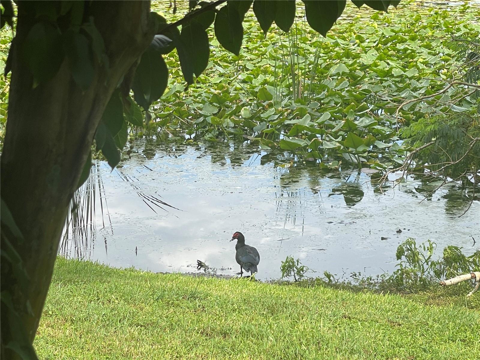 COVE AT PEARL LAKE - Residential