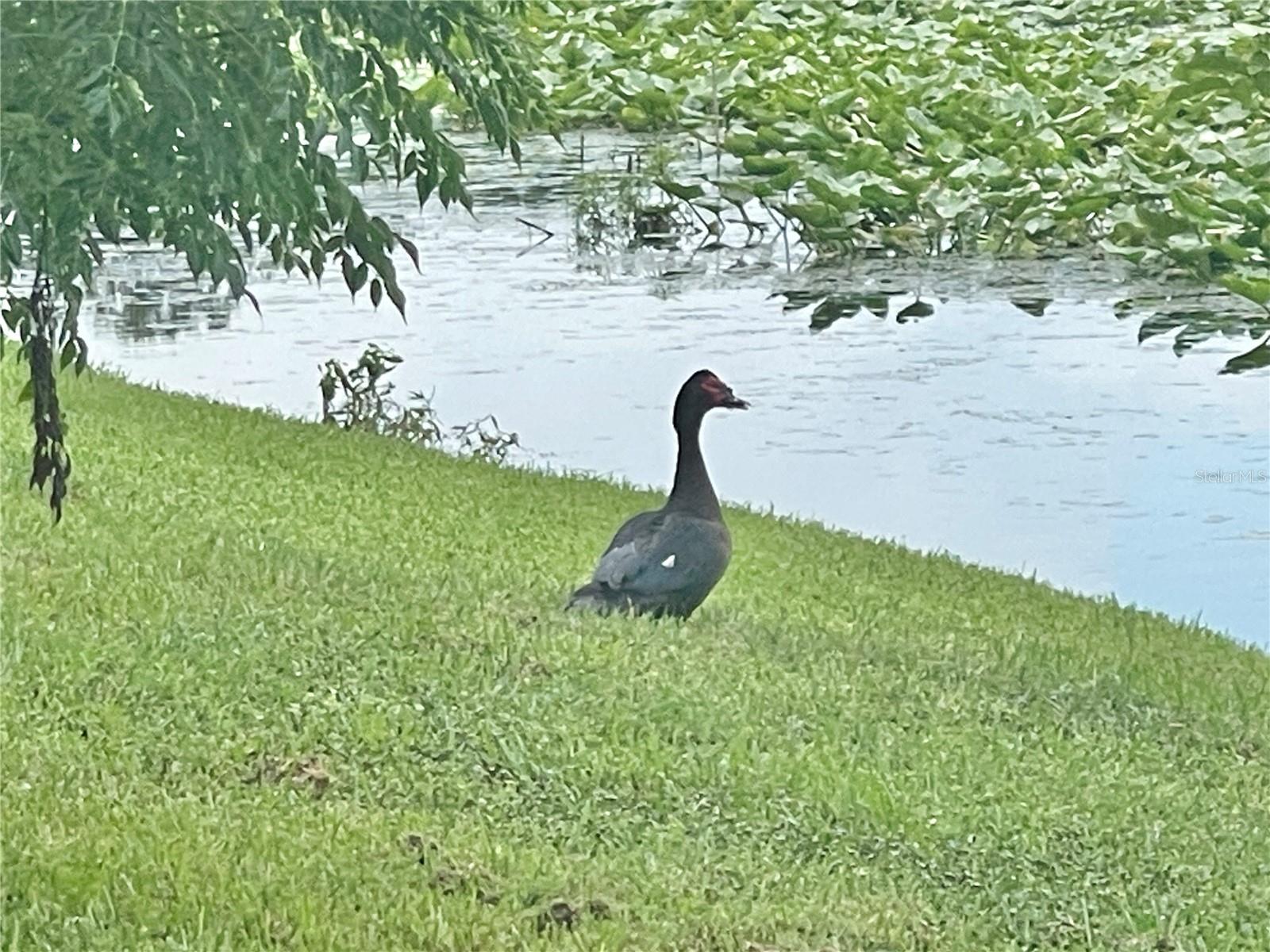 COVE AT PEARL LAKE - Residential