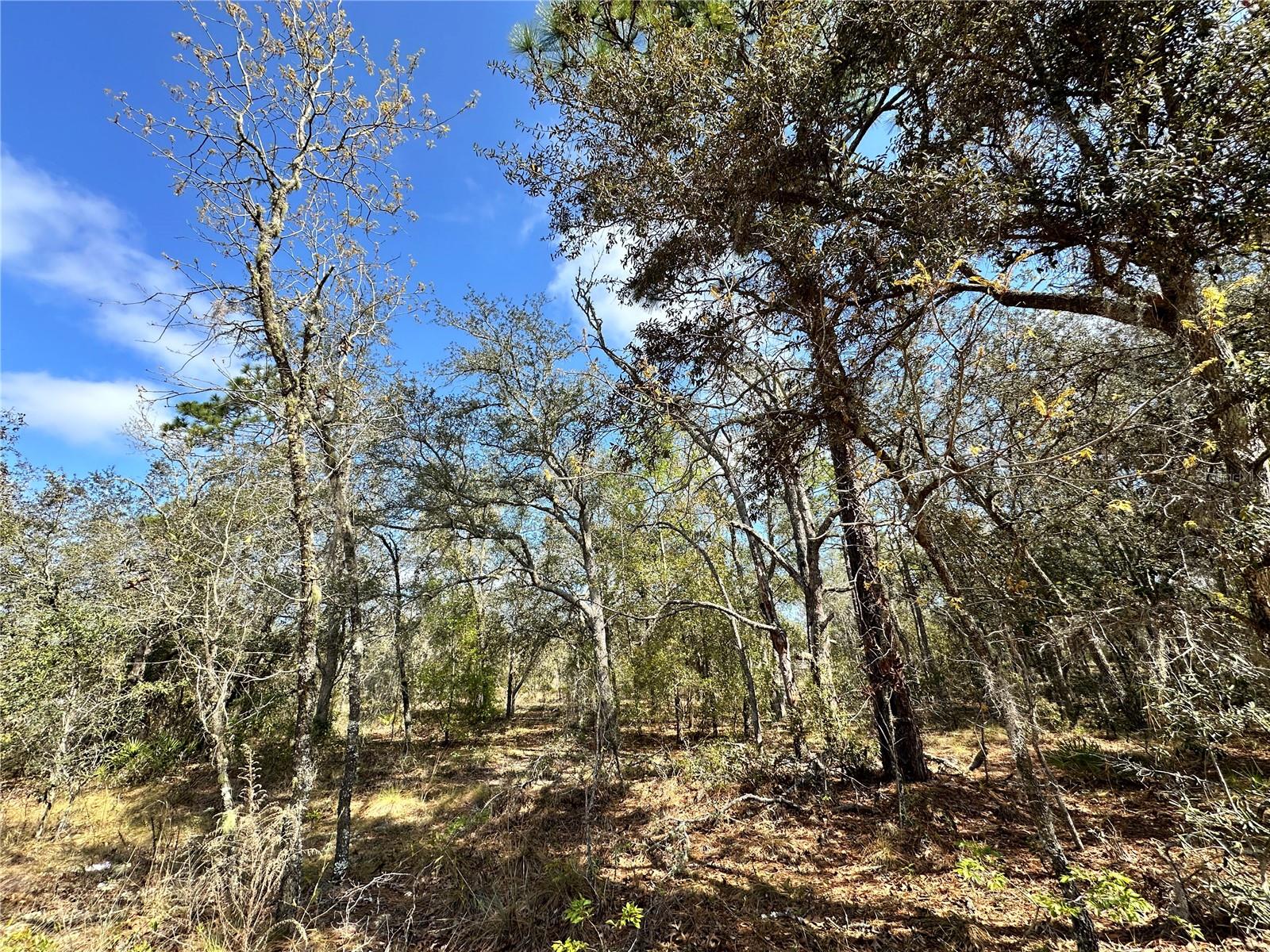 OAK RIDGE ESTATES 0.24 ACRE BUILDING LOT! Located between Bronson and Williston with an easy commute to Gainesville or Ocala. Parcel measures about 84' on the road and 125' deep. Located just 10 minutes to the world famous Devil's Den springs to dive in or just cool off from the hot summer days. Williston offers a central location to plenty of out door activities. Salt and fresh water fishing, Swimming in your choice of springs, Horse back riding in multiple riding trails in Goethe Forest. Manufactured or site built homes are okay for this subdivision.