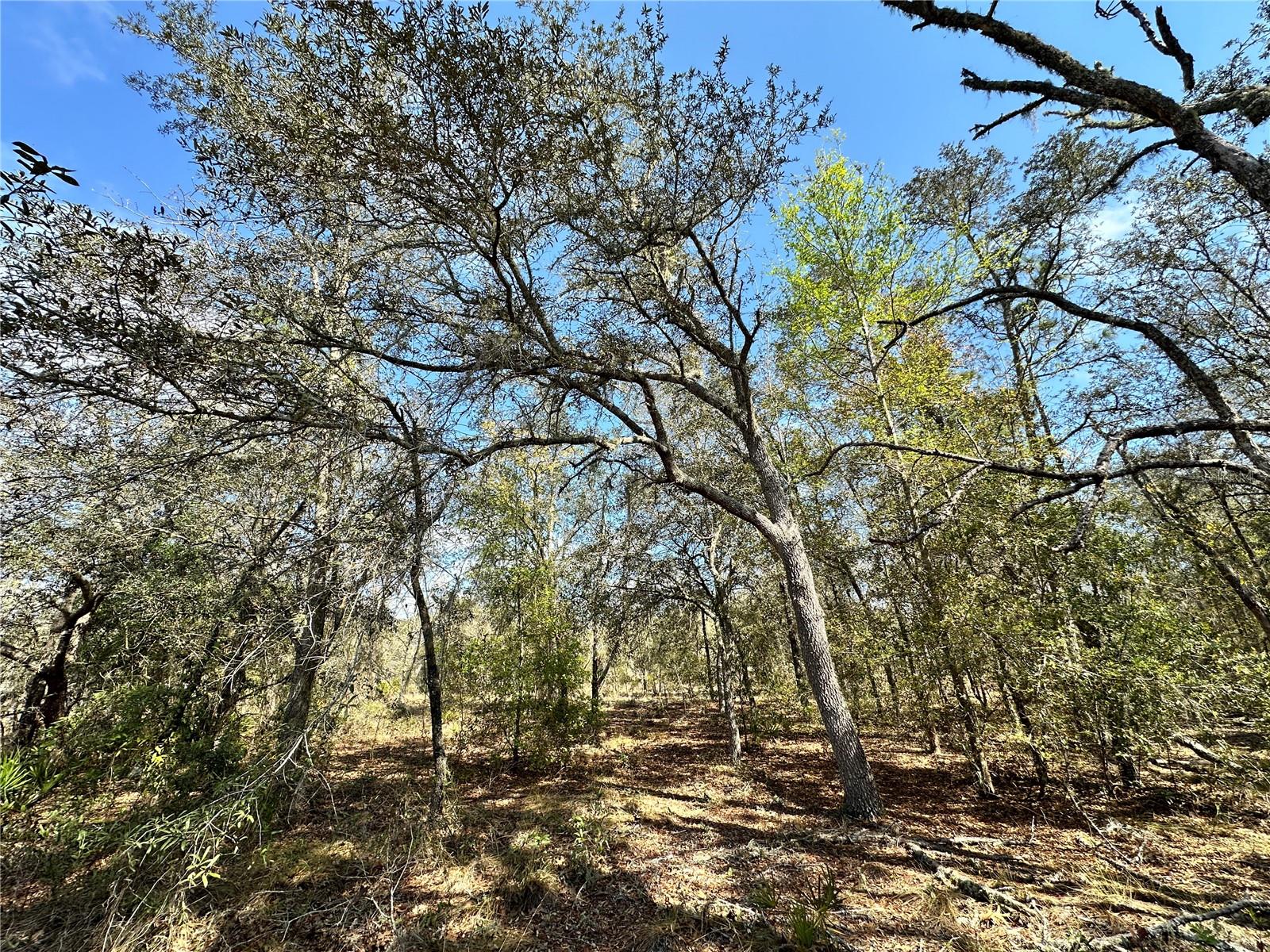 OAK RIDGE ESTATES - Land