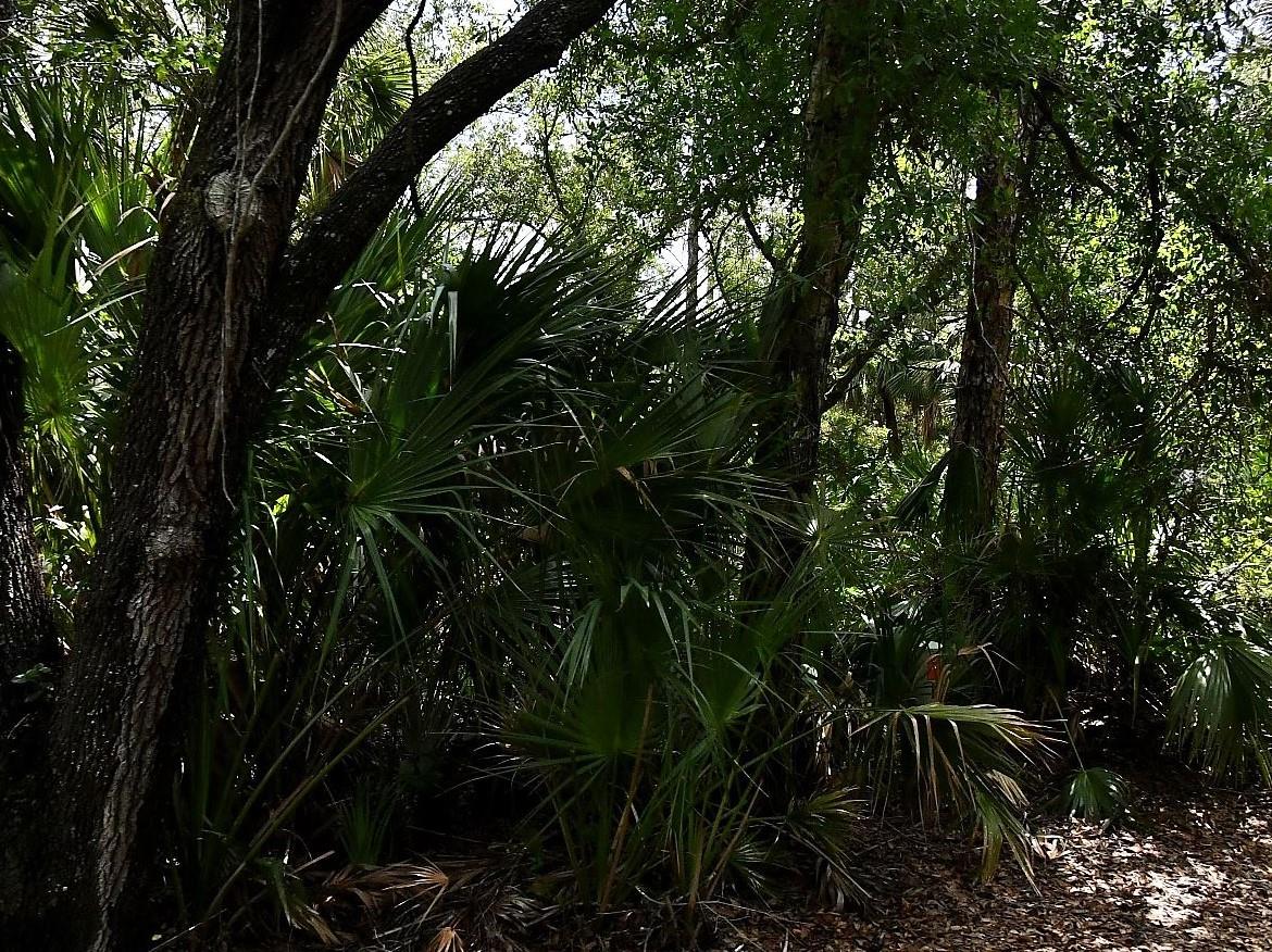 GULF COAST GROVES 01 - Land