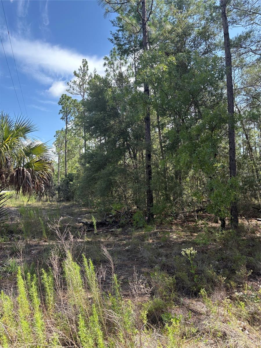 Quiet and peaceful setting to build your home or future investment on this beautiful one acre lot.