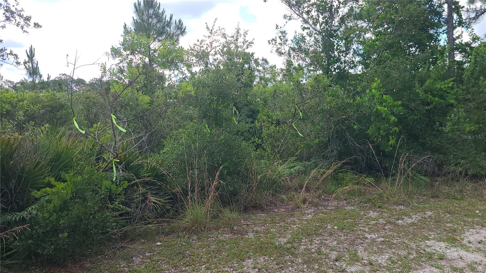 BLUE JORDAN FOREST - Land