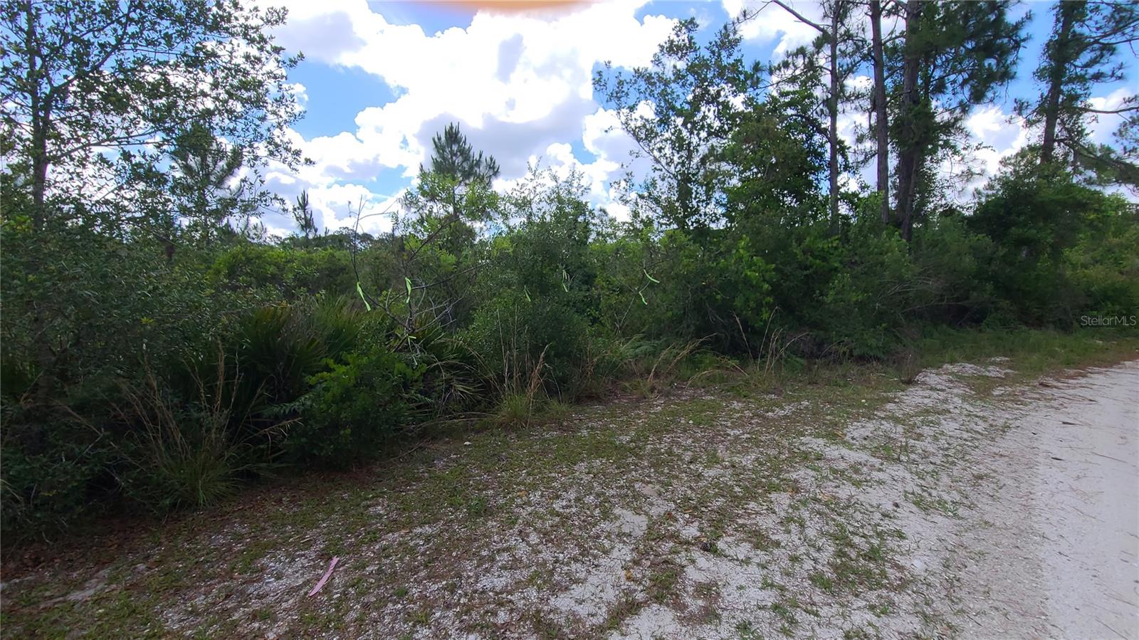 BLUE JORDAN FOREST - Land