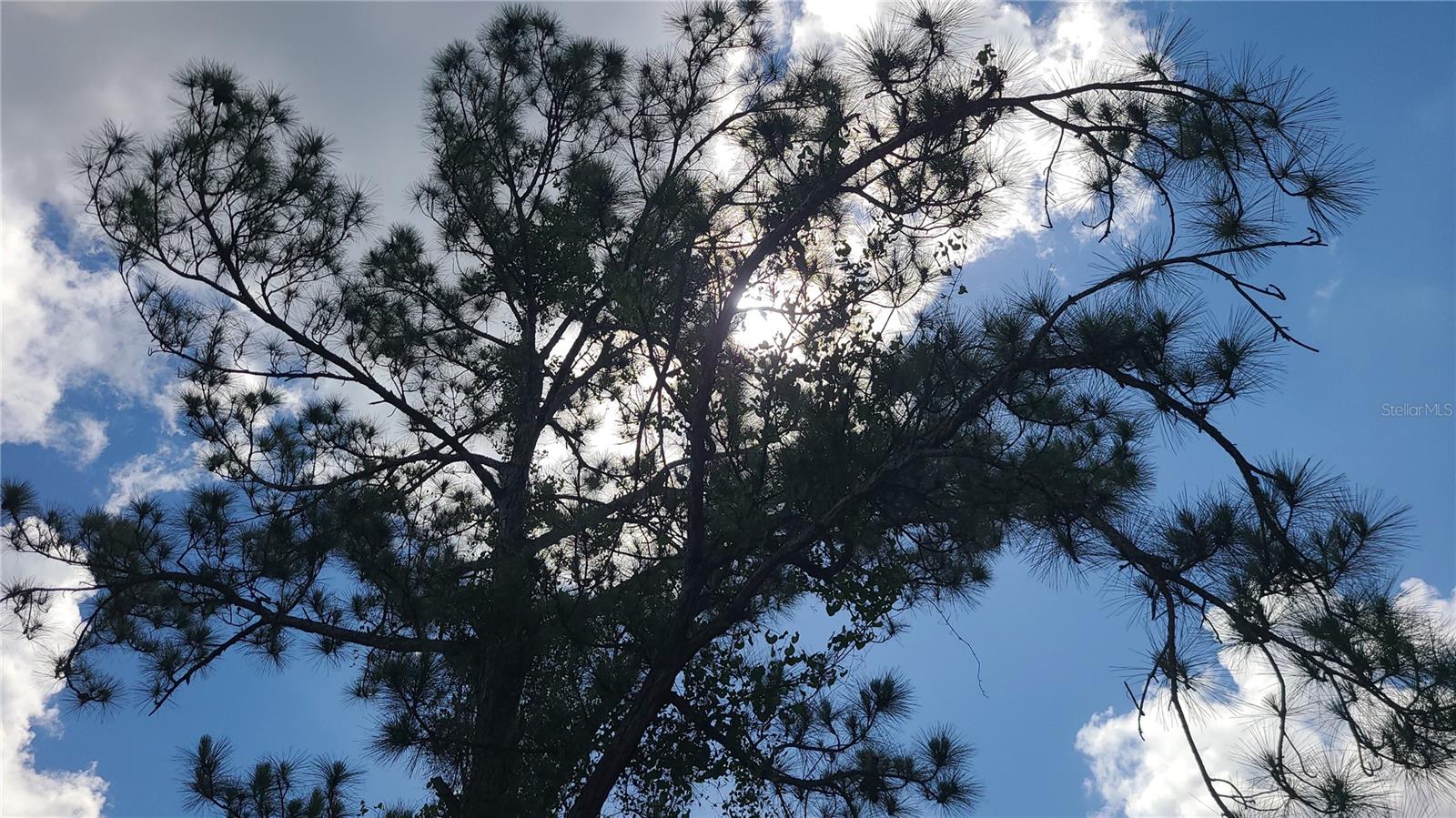 BLUE JORDAN FOREST - Land